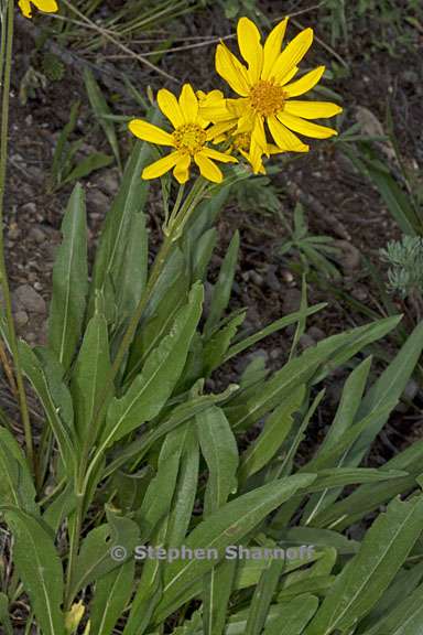 helianthella californica var nevadensis 2 graphic